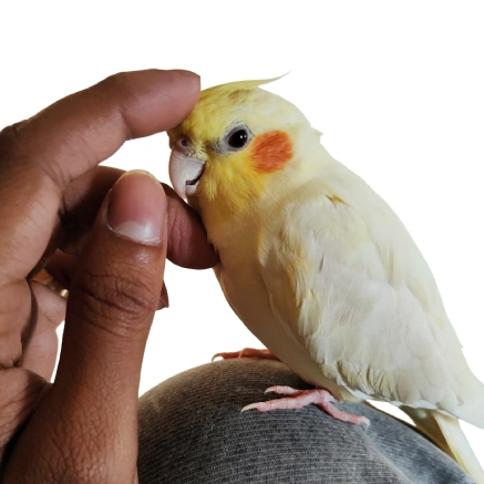 Pet Image